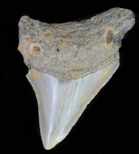 Bargain, Juvenile Megalodon Tooth - North Carolina #62134